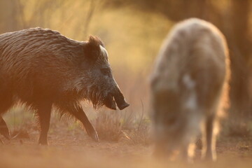 Dzik euroazjatycki, dzik, (Sus scrofa) © Bartosz Rakoczy