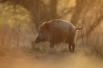 Dzik euroazjatycki, dzik, (Sus scrofa)