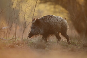Dzik euroazjatycki, dzik, (Sus scrofa) © Bartosz Rakoczy