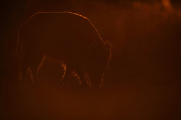 Dzik euroazjatycki, dzik, (Sus scrofa) © Bartosz Rakoczy