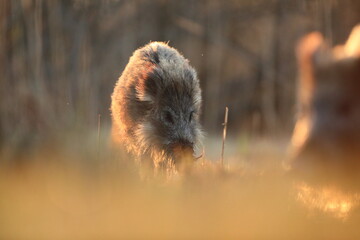 Dzik euroazjatycki, dzik, (Sus scrofa) © Bartosz Rakoczy