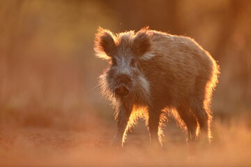 Dzik euroazjatycki, dzik, (Sus scrofa) © Bartosz Rakoczy