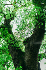 熱海の美しい来宮神社