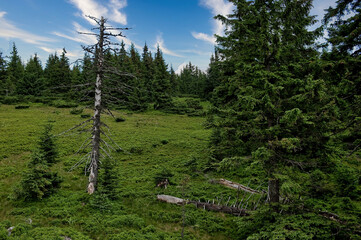 Dry tree on the slopes of the Carpathian Mountains. Along the tall trees and young fir trees on the...