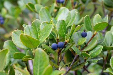 Rhaphiolepis umbellata plant that bears fruit. Ripe blue berries on a bush in the garden, close-up.