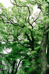 熱海の美しい来宮神社