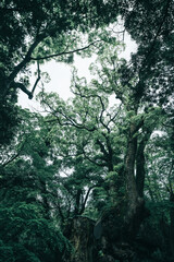 熱海の美しい来宮神社