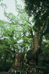 熱海の美しい来宮神社