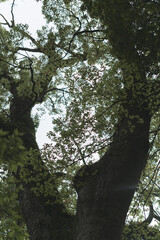 熱海の美しい来宮神社