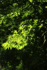 カエデの葉に夏の日差しが差し込む