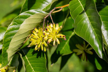 Happy tree (Camptotheca acuminata) close up. Called Cancer tree and Tree of life also. The fruits look like small bananas.