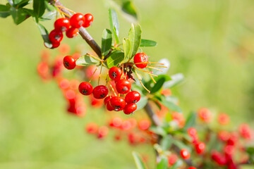 Fototapeta premium Close-up of a fruiting shrub called Pyracantha coccinea. Firethorn berries, rosaceae evergreen shrub. Dog apple, China, the scarlet, European species or red firethorn. Small, bright red berries.