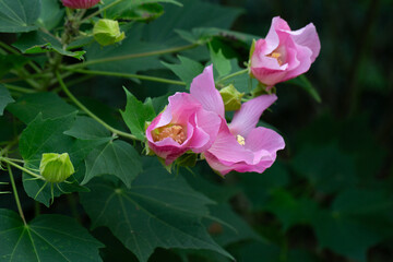 Fototapeta premium bright large pink flowers of Hibiscus mutabilis, in the garden, also known as the Confederate rose, Dixie rosemallow, cotton rose or cotton rosemallow. Summer background.