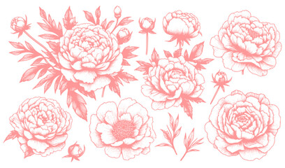 pattern with peony, pink peony vector art. © foggy