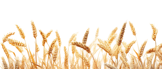 An ear of wheat with golden tones and fine detail in its spikelets. Isolated on transparent Background, clipping path  - 