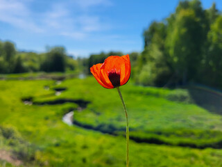 Obraz premium A red poppy flower on a sunny spring day on the background of a green meadow overgrown with tall grass, a stream runs.