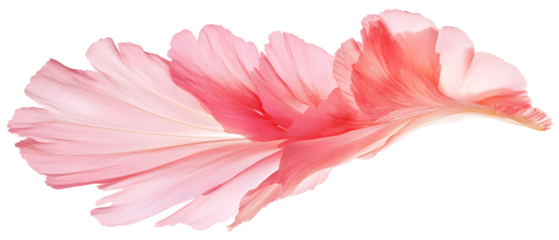 Flying pink petals with soft edges and natural details. Isolated on White Background, clipping path  - 