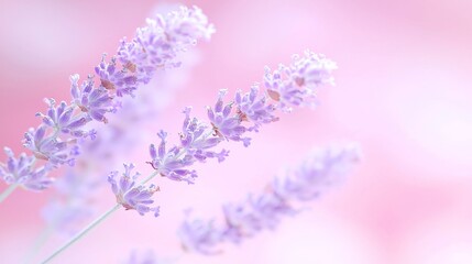 Obraz premium Delicate lavender flowers blooming in a serene nature setting soft focus peaceful atmosphere
