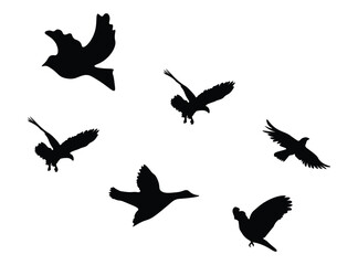 Bird flying silhouette