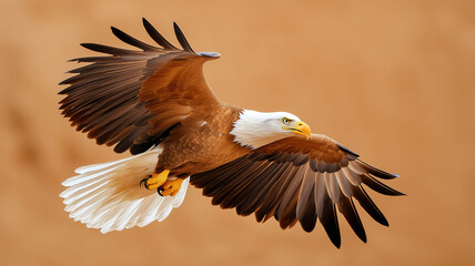 Obraz premium Majestic bald eagle soaring gracefully with outstretched wings against warm background. This powerful bird symbolizes freedom and strength in nature