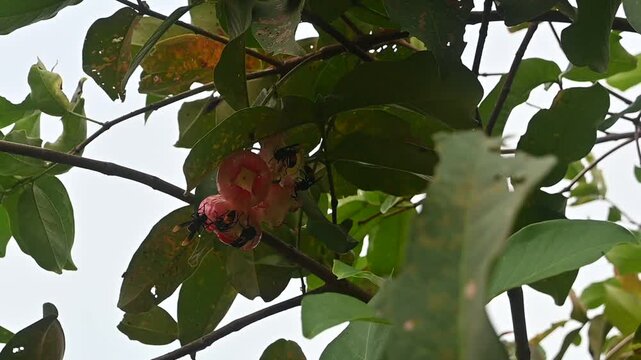 a group of insects is sucking the nextar of water apple or  rose apple fruit.