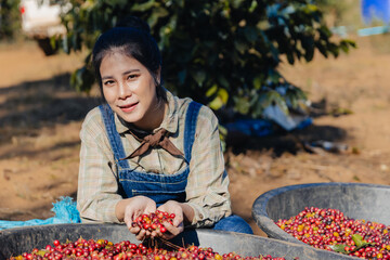 Fresh red berries coffee beans in hand. Harvesting coffee bean. A farmer is holding a handful of...