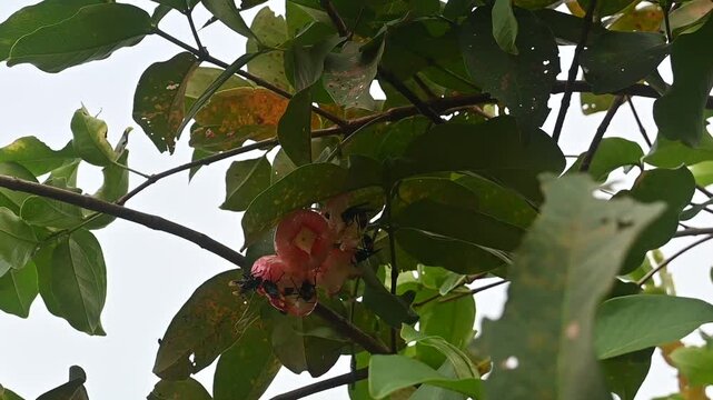a group of insects is sucking the nextar of water apple or  rose apple fruit.