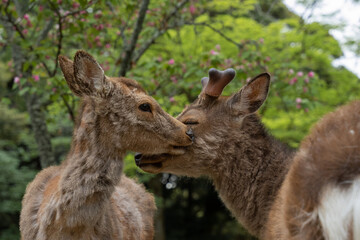 A deep and a doe in Osaka