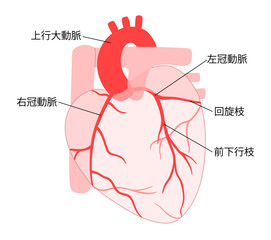 Obraz premium 正常な心臓と背面を含む冠動脈の説明入りイラスト