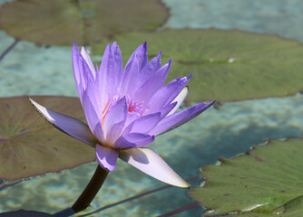 beautiful lily flower in pond