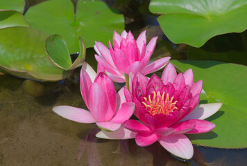 beautiful lily flower in pond