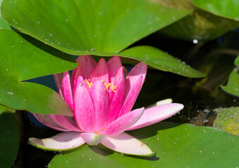 beautiful lily flower in pond