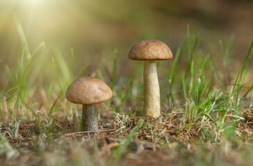 Two mushrooms with brown caps and light legs.Common birch bark, Leccinum scabrum.An edible mushroom.