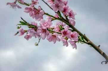 Obraz premium Blossoming peach branch against the sky. Texture.