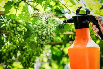 Spraying Grapevines. Pesticides for Grapevines. Spray of Vineyards with Pesticides against...