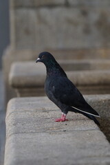 ruben-campodonico-porto-portugal-pigeon