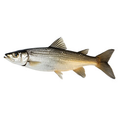 Fototapeta premium Angled view full body shot of an extremely perfect looking single Mullet Fish animal isolated on a white transparent background
