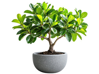 Obraz premium Indoor gardening tips ficus bonsai care home plant guide natural environment close-up greenery