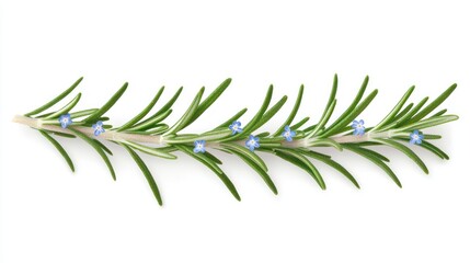 Fototapeta premium Rosemary Sprig with Delicate Blue Flowers