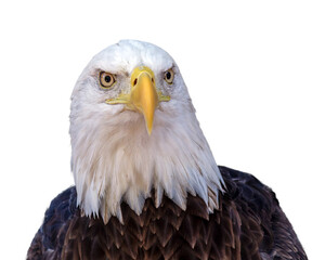 American bald eagle portrait PNG with transparent background