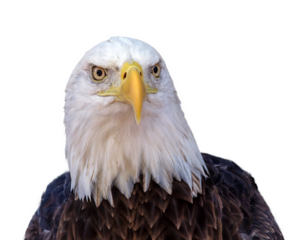American bald eagle portrait PNG with transparent background