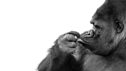 PNG black and white portrait of a gorilla making a funny expression on a transparent background with room for text