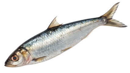 Silver fish, herring, detailed scales, shiny texture, photorealistic, white background, studio lighting, high contrast, sharp focus, scientific illustration style, aquatic life