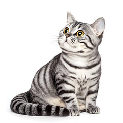 Adorable the American shorthair tabby breed, sitting on white background