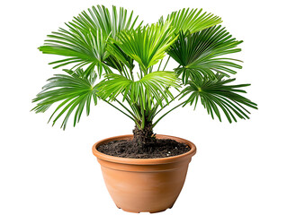 Obraz premium Lush palm plant care tips for indoor decor home environment greenery aesthetic viewpoint