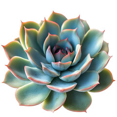 Fototapeta premium Front view of a Echeveria Lola Succulent isolated on a white transparent background