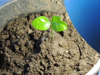 mandarin tree sprout at the stage of the first two leaves under artificial light of a table lamp, close-up, growing a citrus tree from a seed in a pot under a lighting fixture