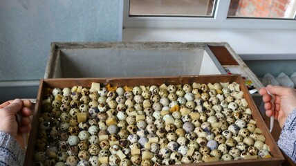 male hands hold a tray filled with quail eggs and lower them into a home incubator standing in a room by the window, laying fertilized eggs of domestic quail into a simple home incubator