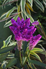 Cockscomb flower in the forest.