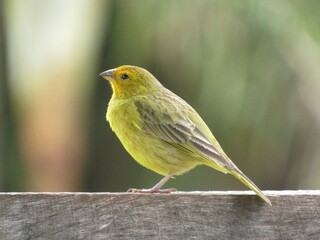 Yellow and gray land canary perched on wooden fence